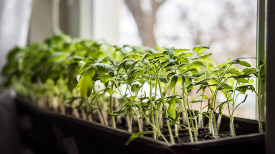    Устремилась вверх: эксперты объяснили, что делать, если рассада вытянулась Ирина Петрова
