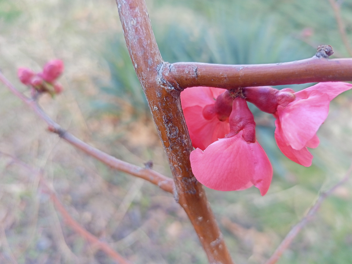 Японская айва