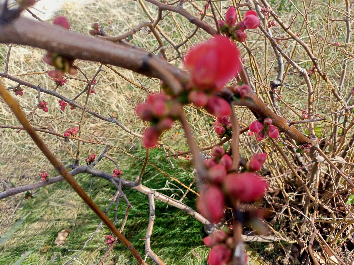 Еще японская айва