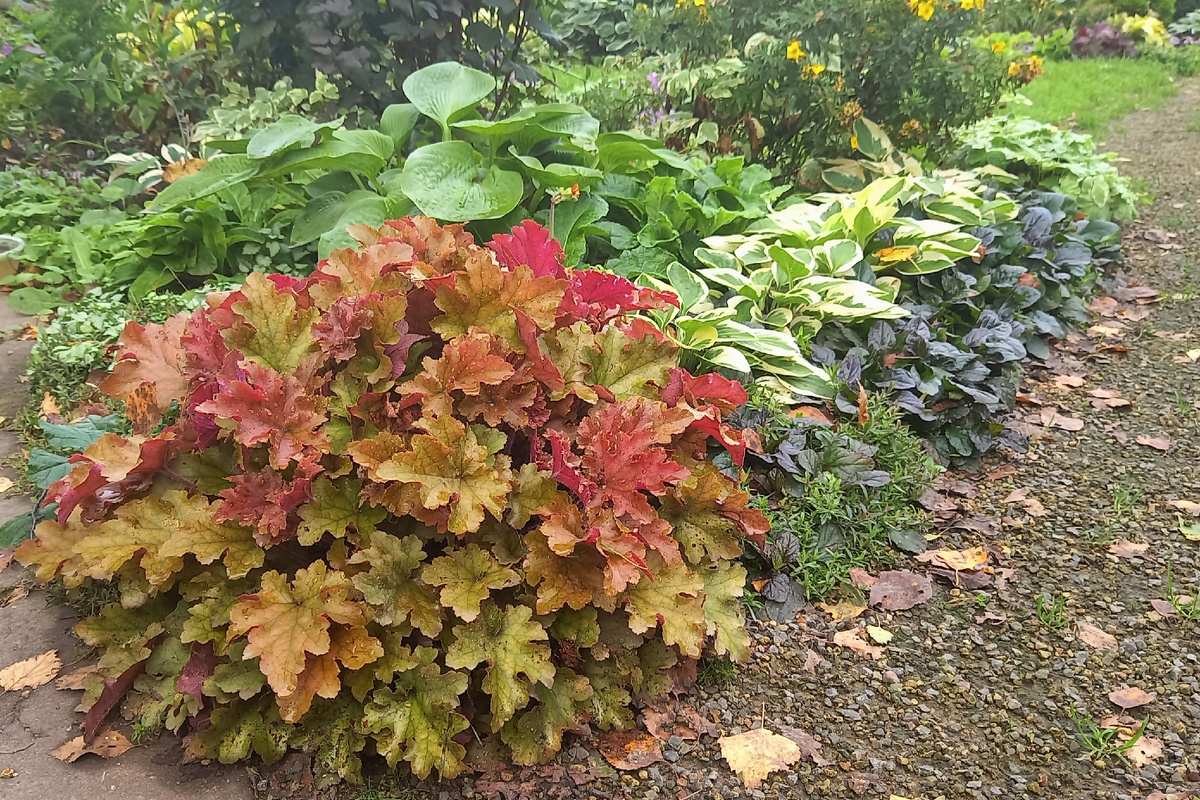Heuchera  Marmalade