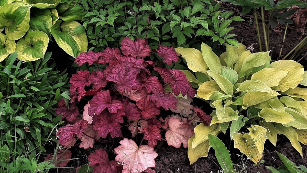 Heuchera Berry Smoothie
