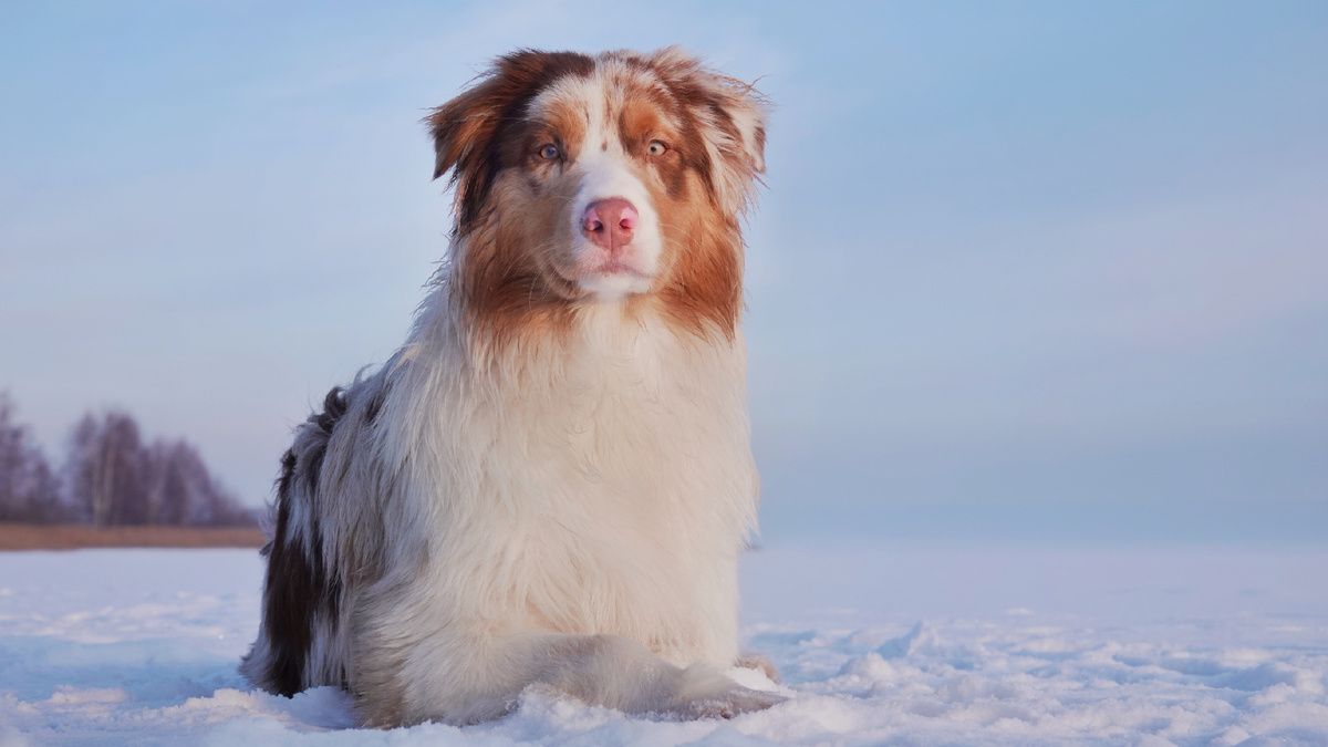 Секрет Аусберн Макар, 6 мес.