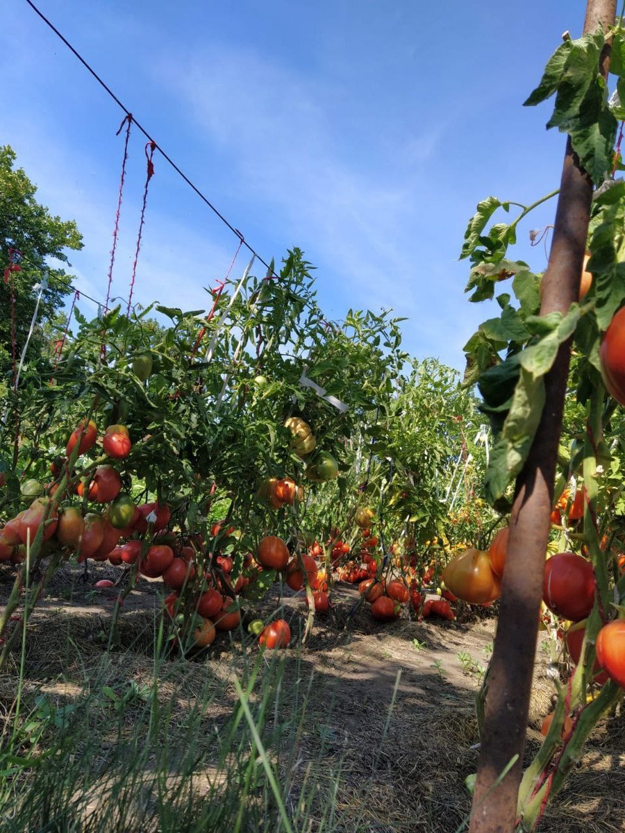 Фото автора. Это огород моей сестры. Помидоры из моих семян