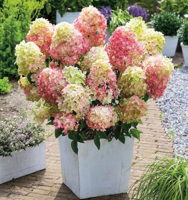 Сорт Bobo. Источник фото - sibdachnik.ru