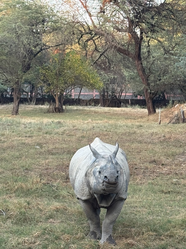 Индийский носорог