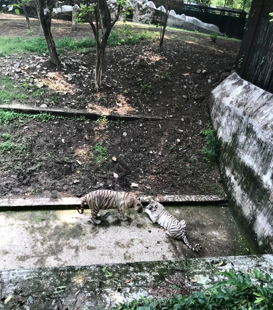 Пара белых бенгальских тигров.