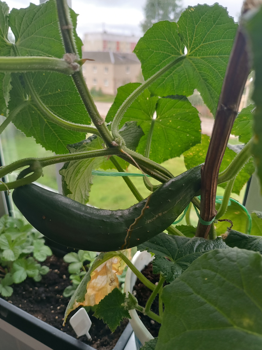 Вот такой огурец вырастили в том году! 