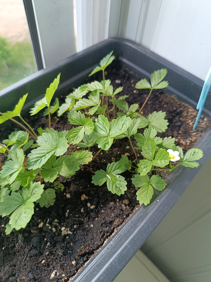 Земляника. Сорт " барон"