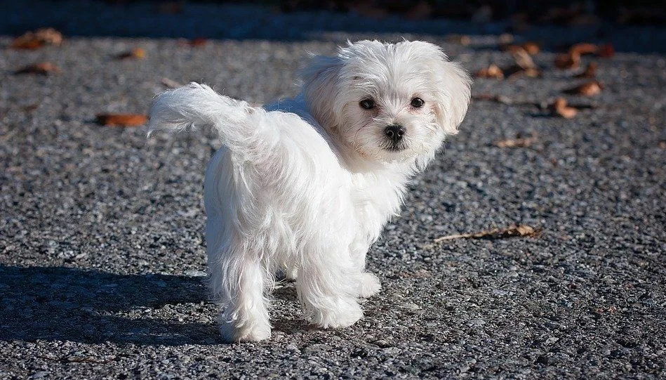 Яндекс. Картинки для обложки