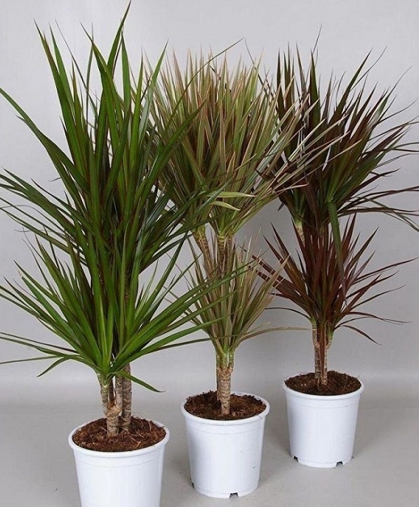 Драцена окаймлённая