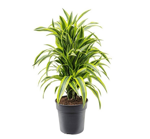 Драцена душистая