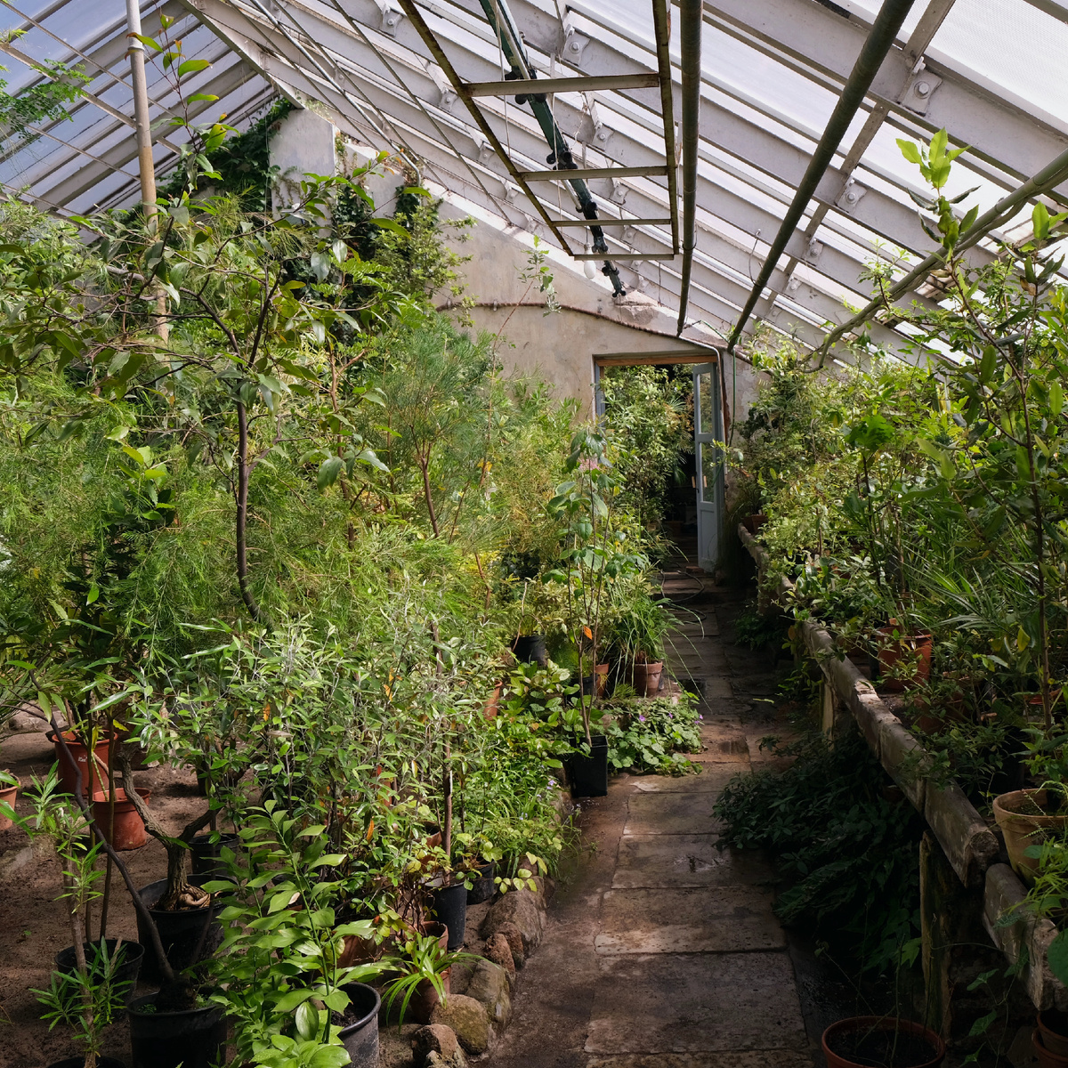 Теплица с хвойными