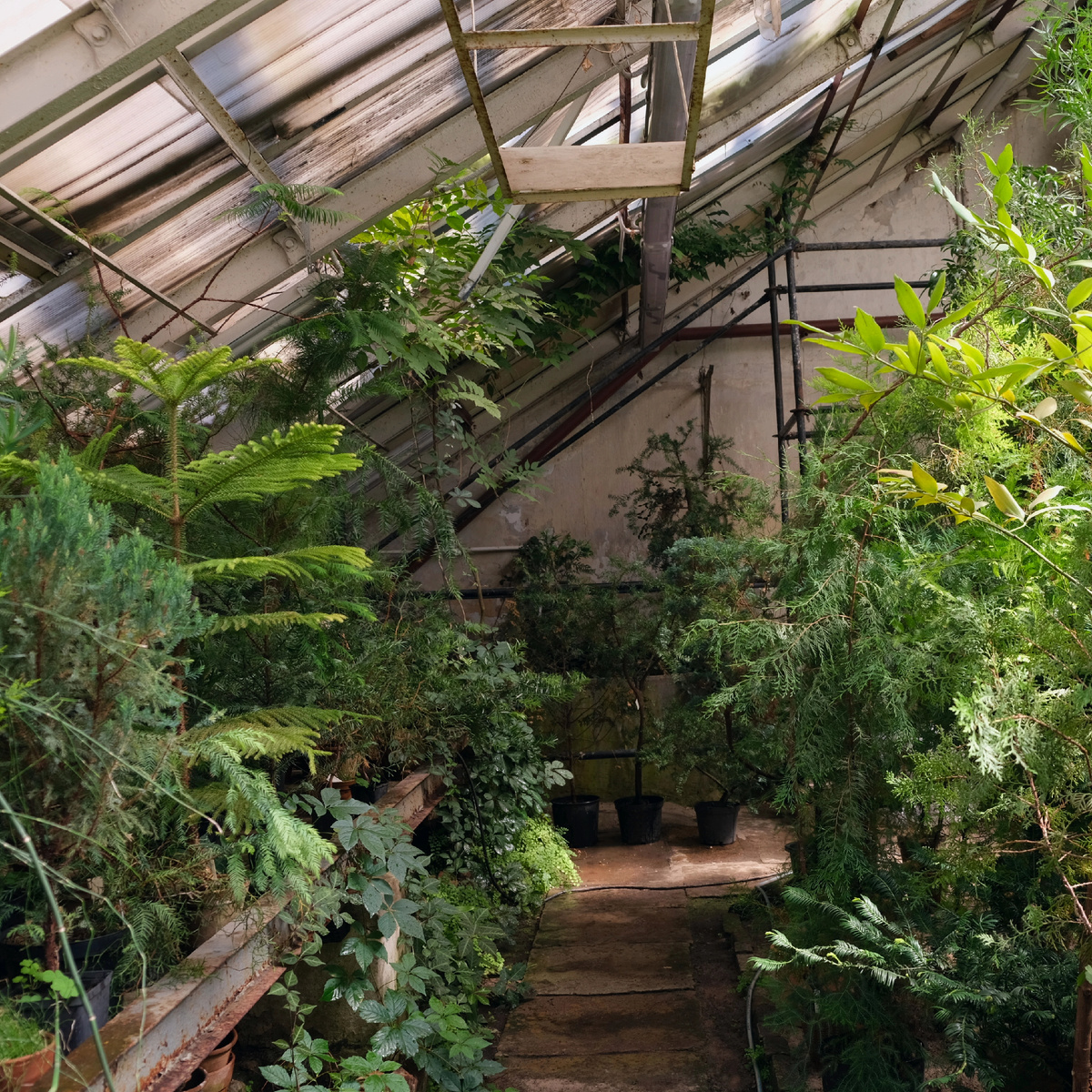 Теплица с хвойными