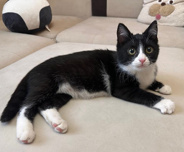 40 тверских кошек и 4 собаки теперь не бездомные