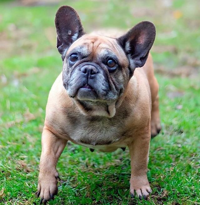 40 тверских кошек и 4 собаки теперь не бездомные