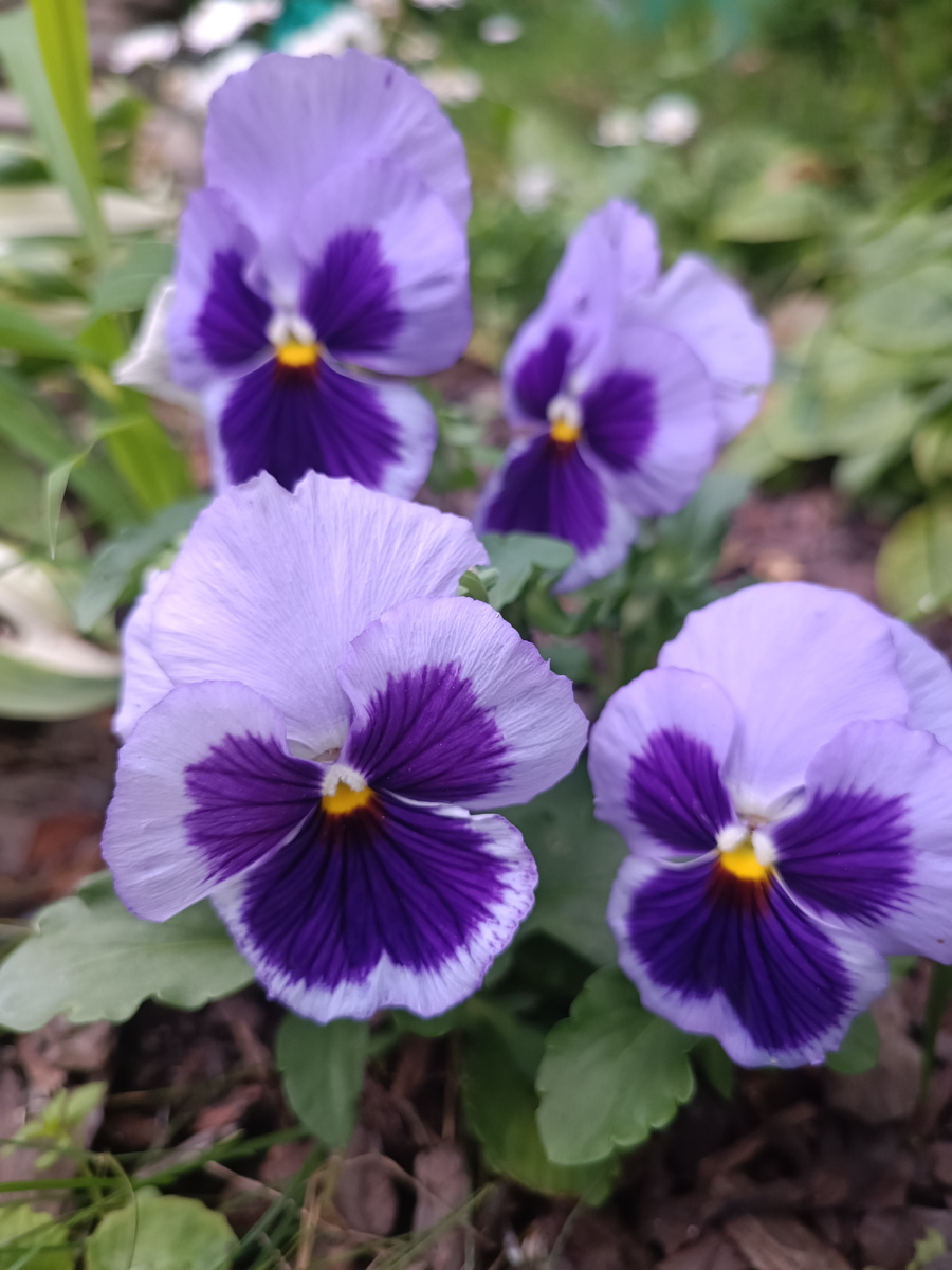 любимые бабушкины цветы