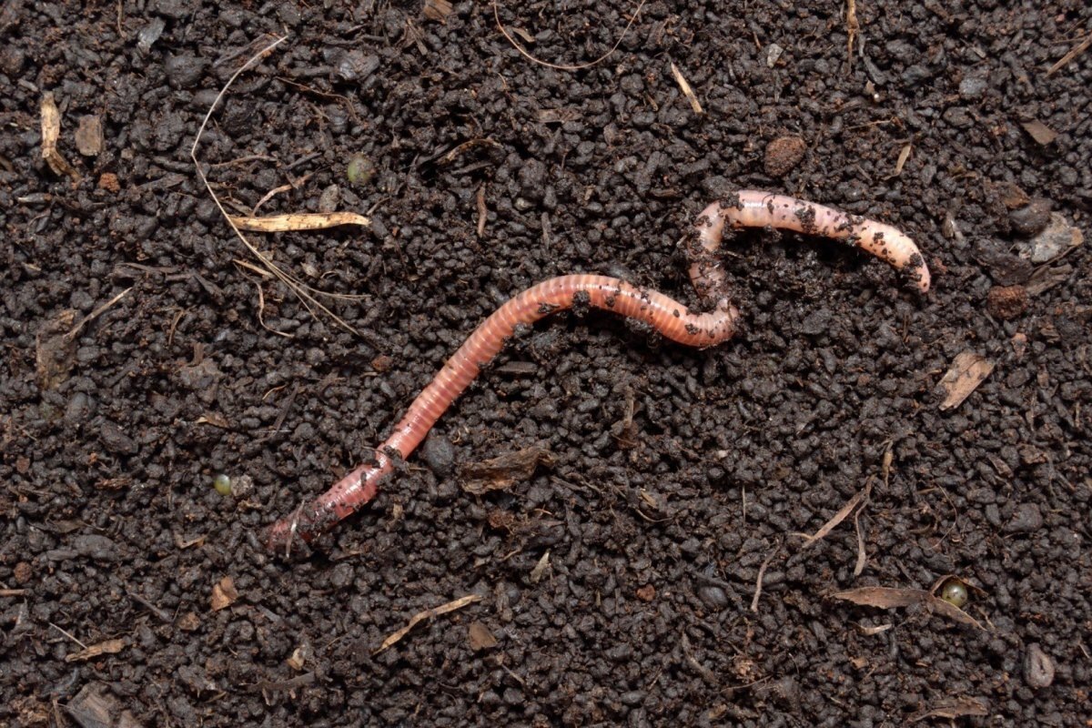 Фото из интернета 