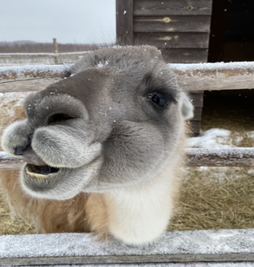 Лама и другие животинки - листайте 