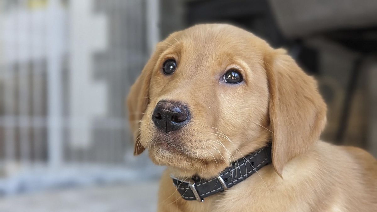    Щенок голдадора (помесь голден-ретривера и лабрадора)