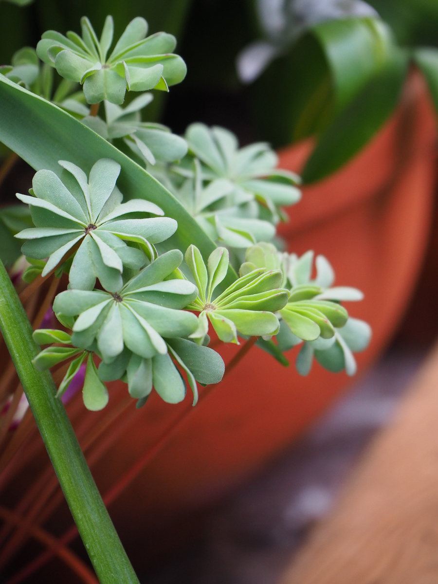 Фотографировал В Аптекарском огороде очень давно)