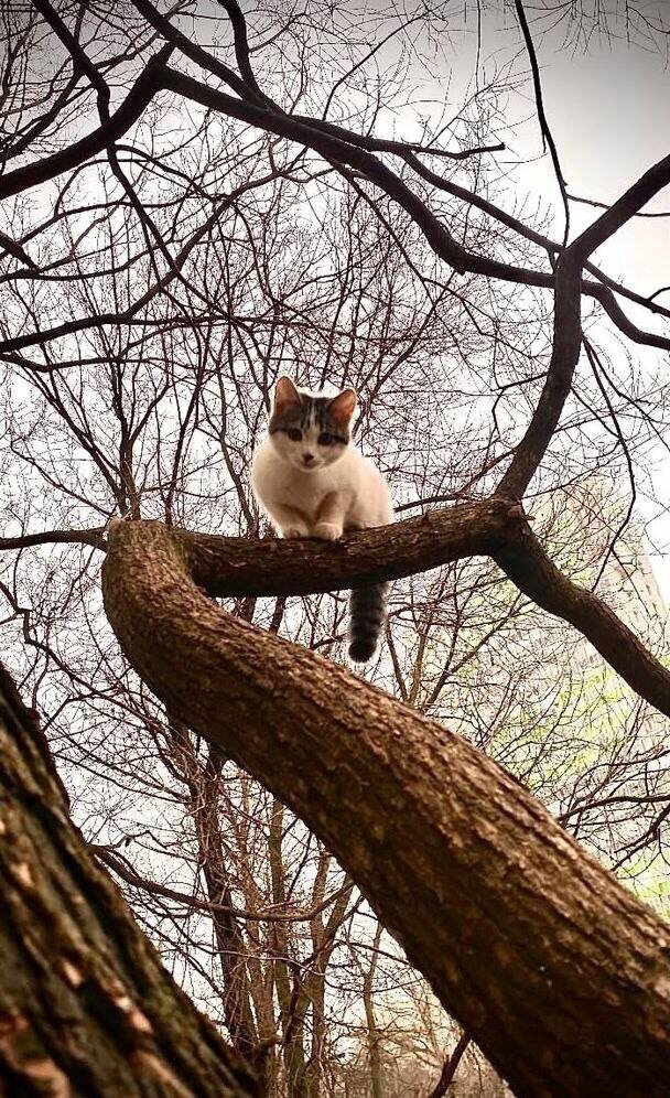 Коты прилетели... 