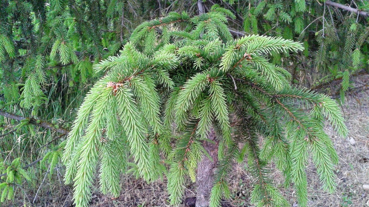    В Саратовской области шишки собирают и сушат тоннамиНовости Саратова и области – Сетевое издание «Репортер64»
