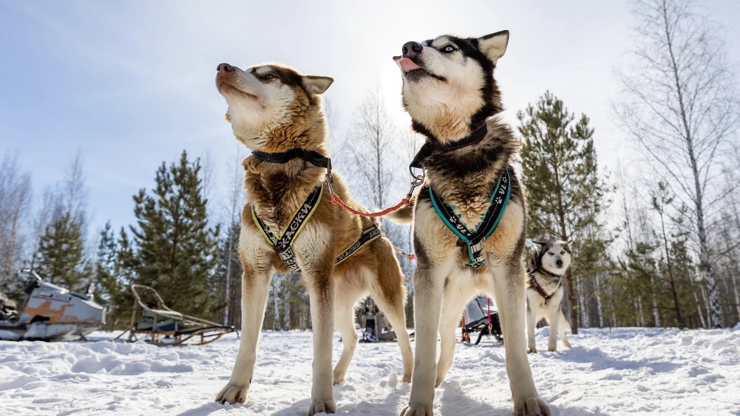    Aleksey Smyshlyaev/Global Look Press