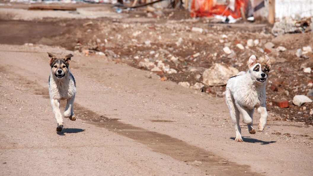    Svetlana Vozmilova/Global Look Press