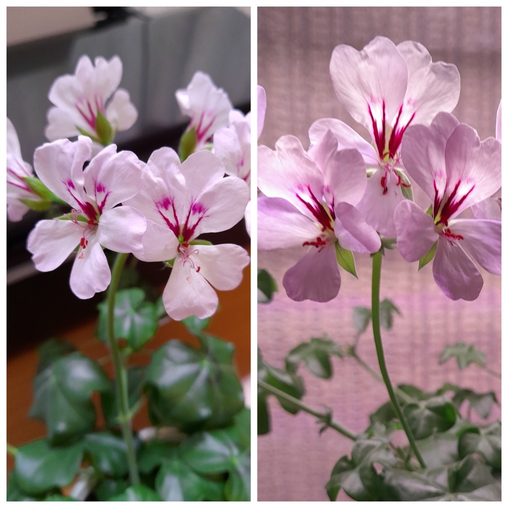 Слева дочь, справа мама