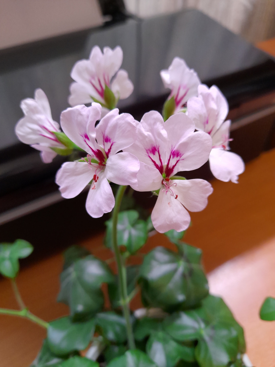 Жаклин Жаклиновна )))