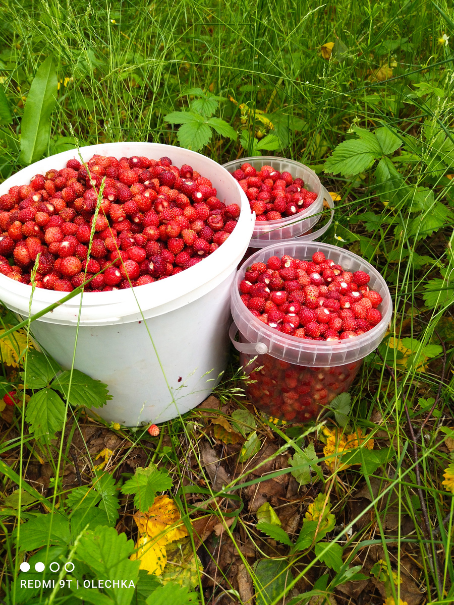 Земляника лесная. 