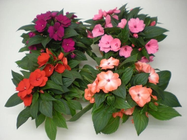 Фото из сети