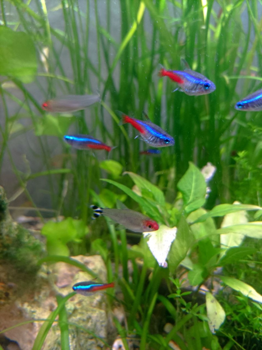 Неоны и родостомусы