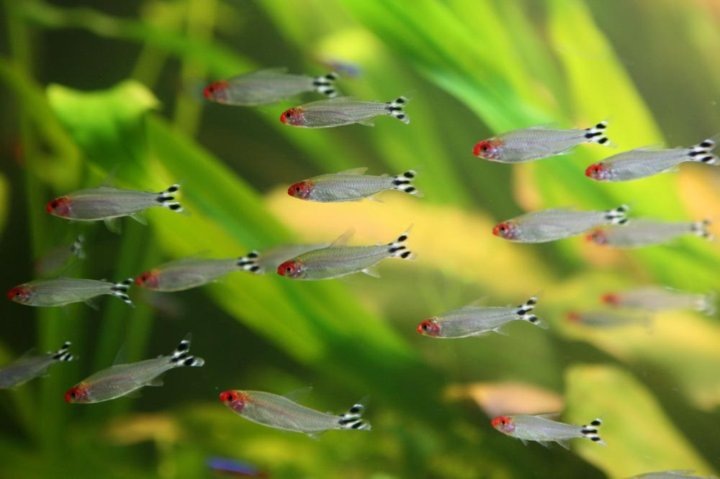 Родостомус или красноносая тетра