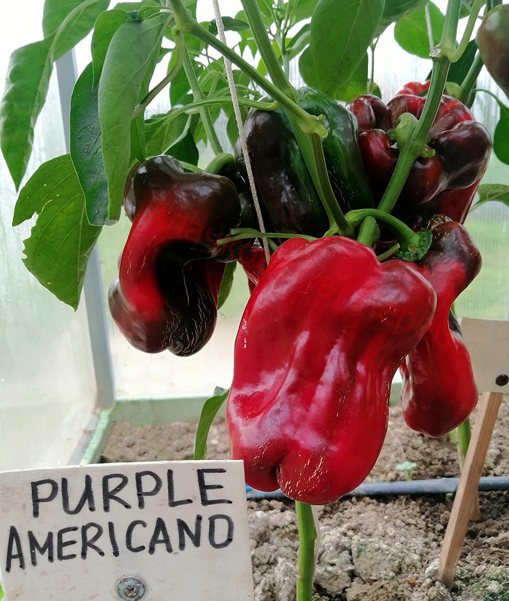 Purple Americano (Фиолетовый американо)