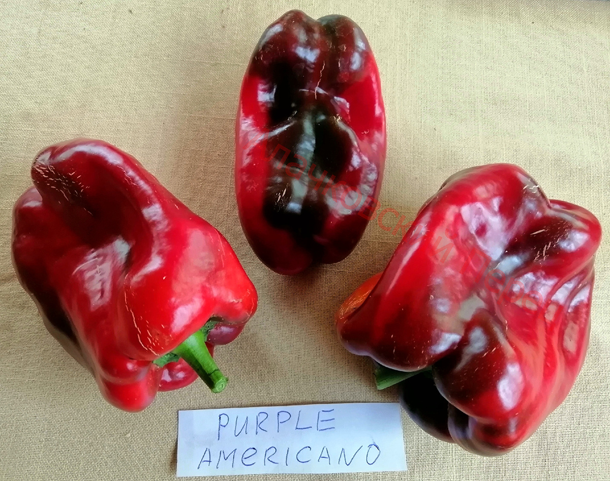 Purple Americano (Фиолетовый американо)