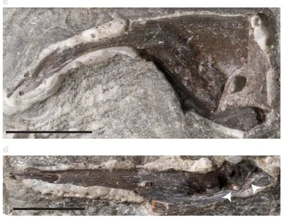 Клюв птицы вызвал особенный интерес у палеобиологов.© Christopher R. Torres et al.