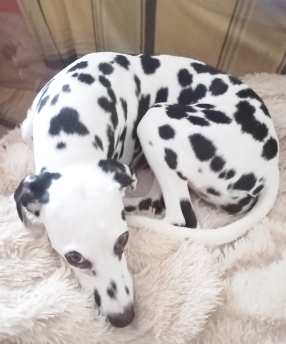 Герда в ус не дует,спит 