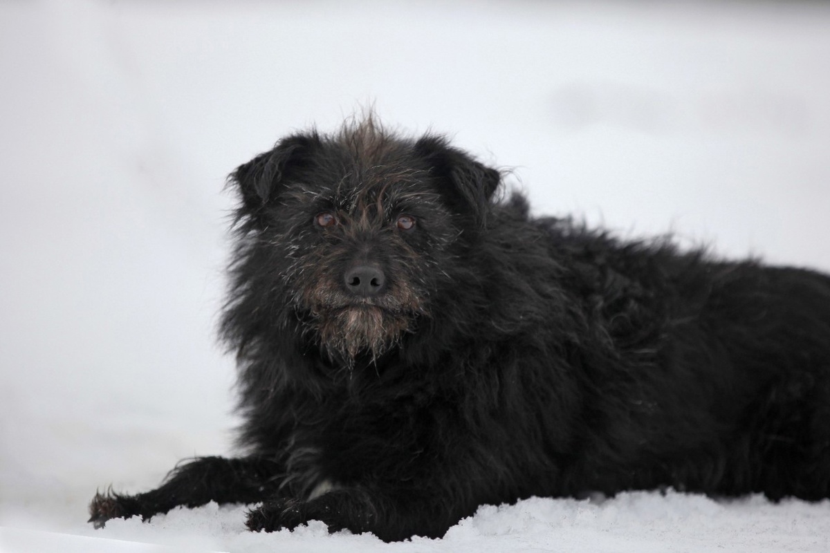 Небольшая собачка в добрые руки