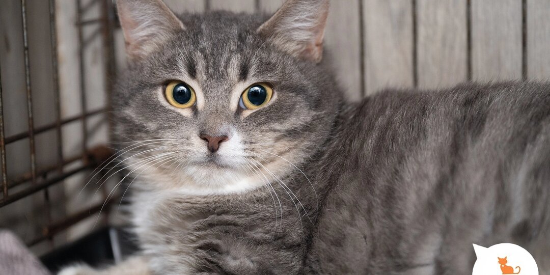 Скоро весна, следите за котиками