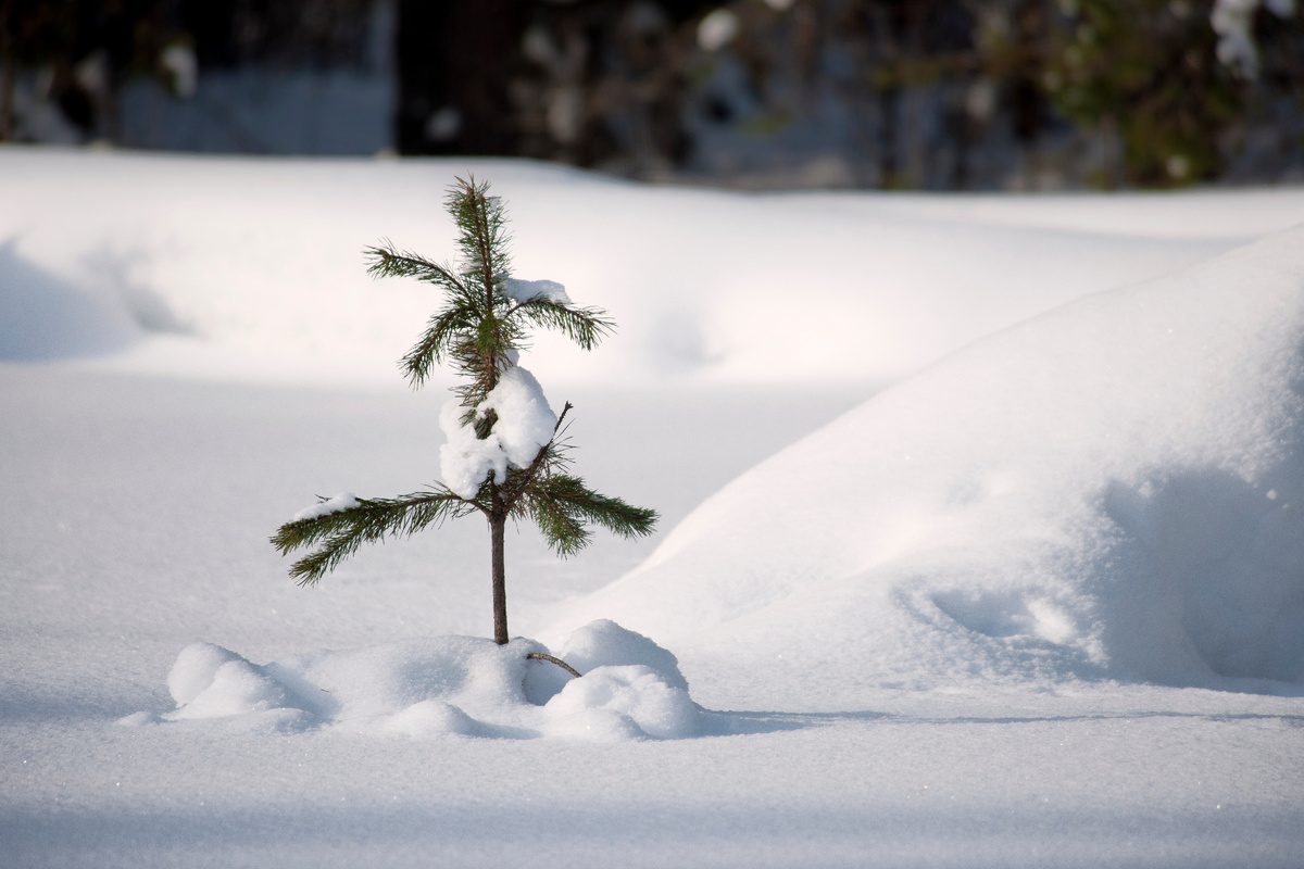 фото: Konstantin Kokoshkin/Russian Look