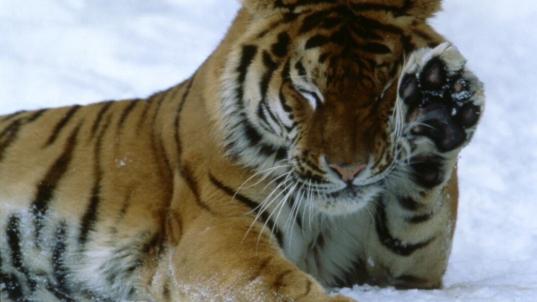    Konstantin Mikhailov/Russian Look/Globallookpress