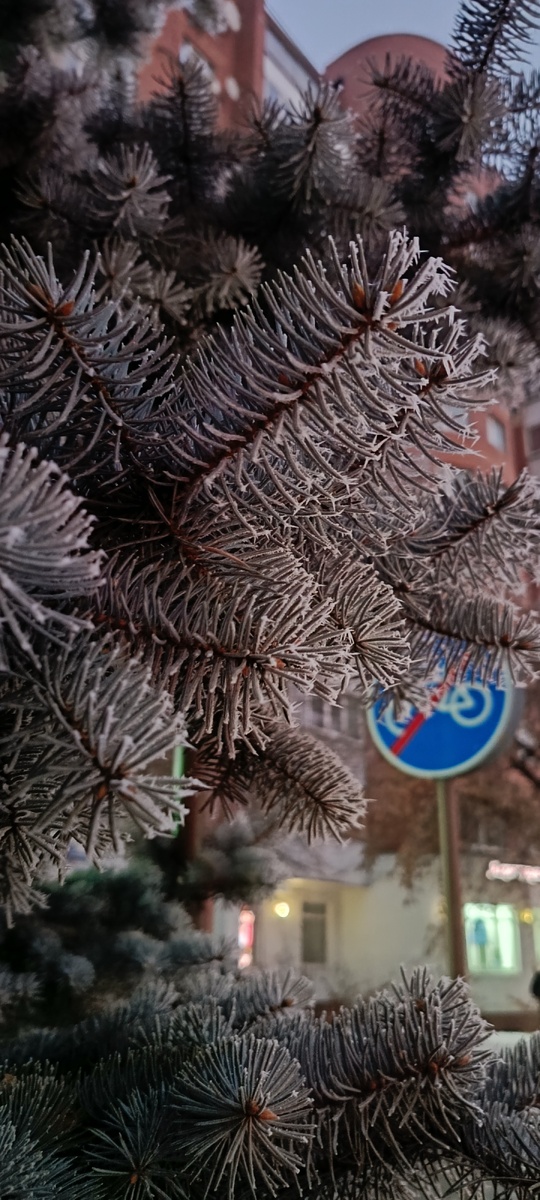 Фото моё. Никакого отношения к содержанию статьи не имеет. Просто сегодня туман и все деревья покрыты пушистым инеем. Ощущение сказки и волшебства при виде такой красоты. Фото не передает всех ощущений.