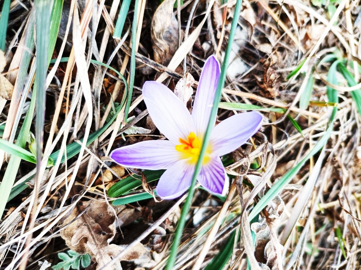 Крокусы появляются самые первые