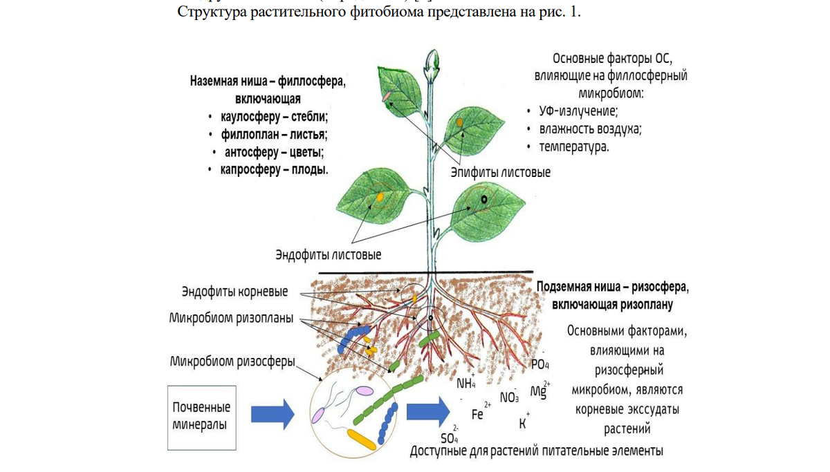 Микробиом растения