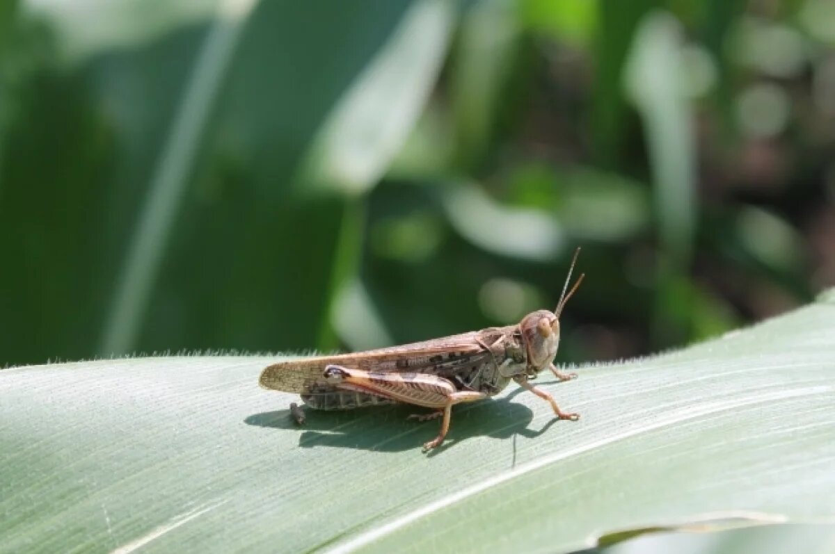    Фото носит иллюстративный характер