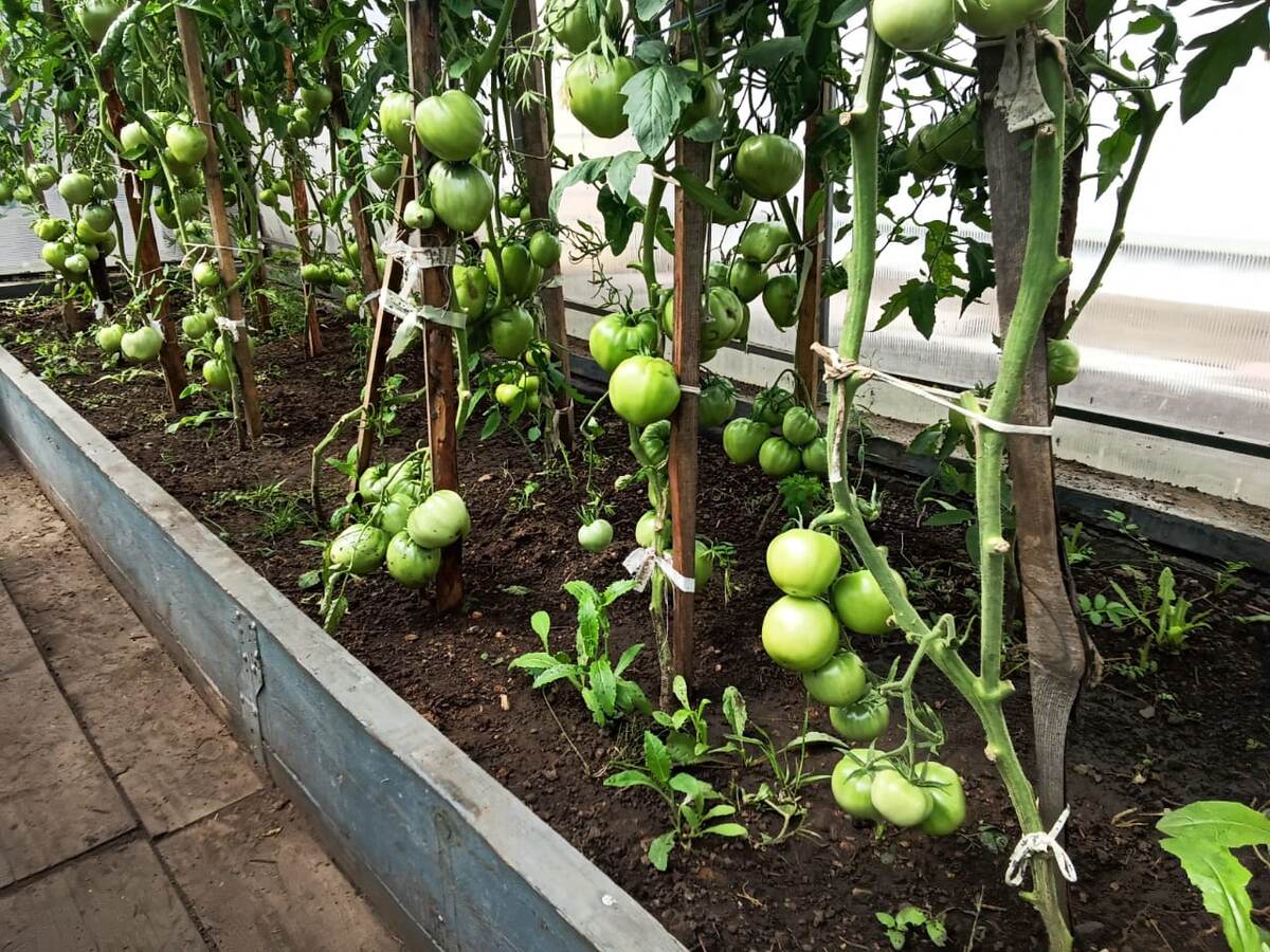 Тепличка с помидорами, дом под Екатеринбургом