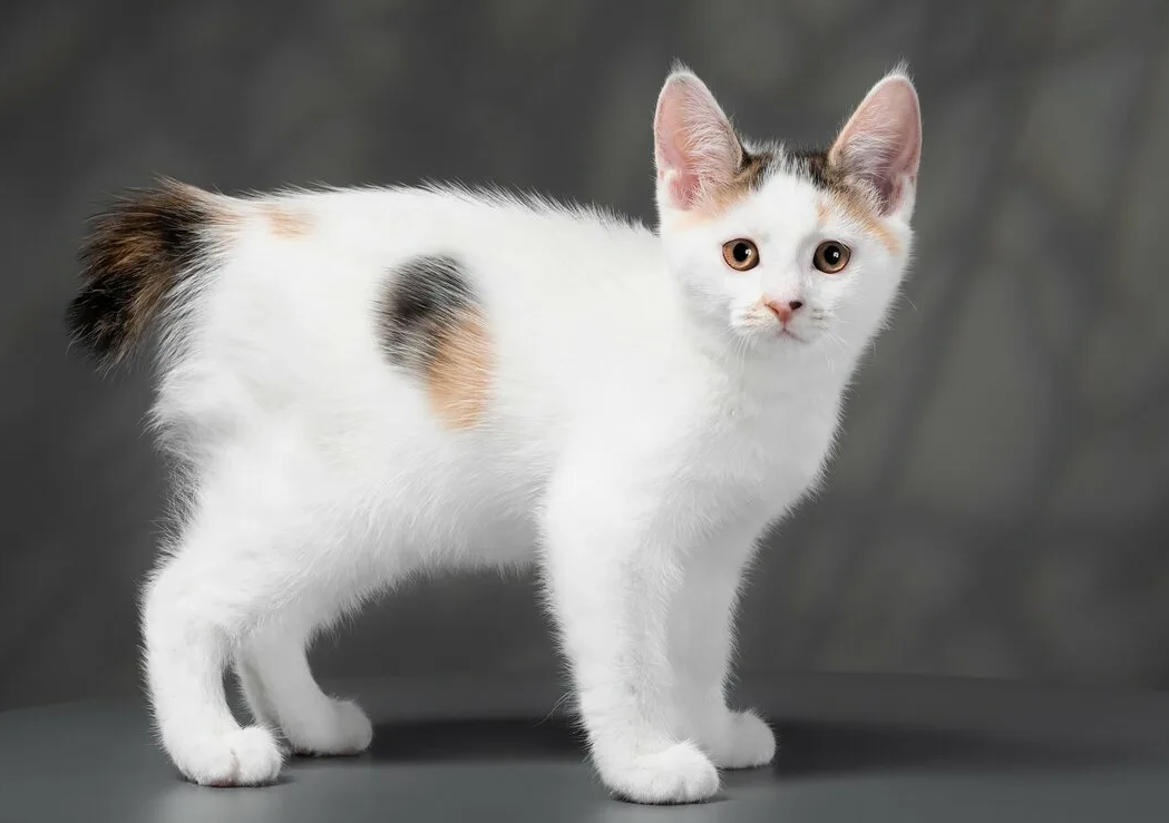 Хвост японского бобтейла, напоминающий пушистый помпон, уникален для каждого представителя породы, как отпечаток пальца у человека. Он может быть закручен в спираль, изогнут кольцом или просто взъерошен в забавной форме. Даже если два котёнка родились в одном помёте, их хвосты никогда не будут идентичными.