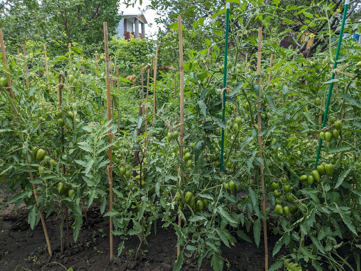 Candy Sweet Icicle в открытом грунте в тени под деревьями