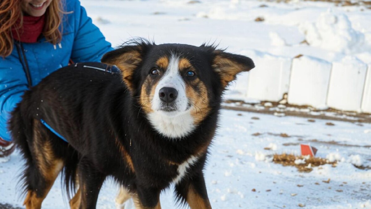 Некоторые новосибирцы считают, что количество собак на улицах уменьшилось.  Фото: Изображение сгенерировано нейросетью Kandinsky 3.1